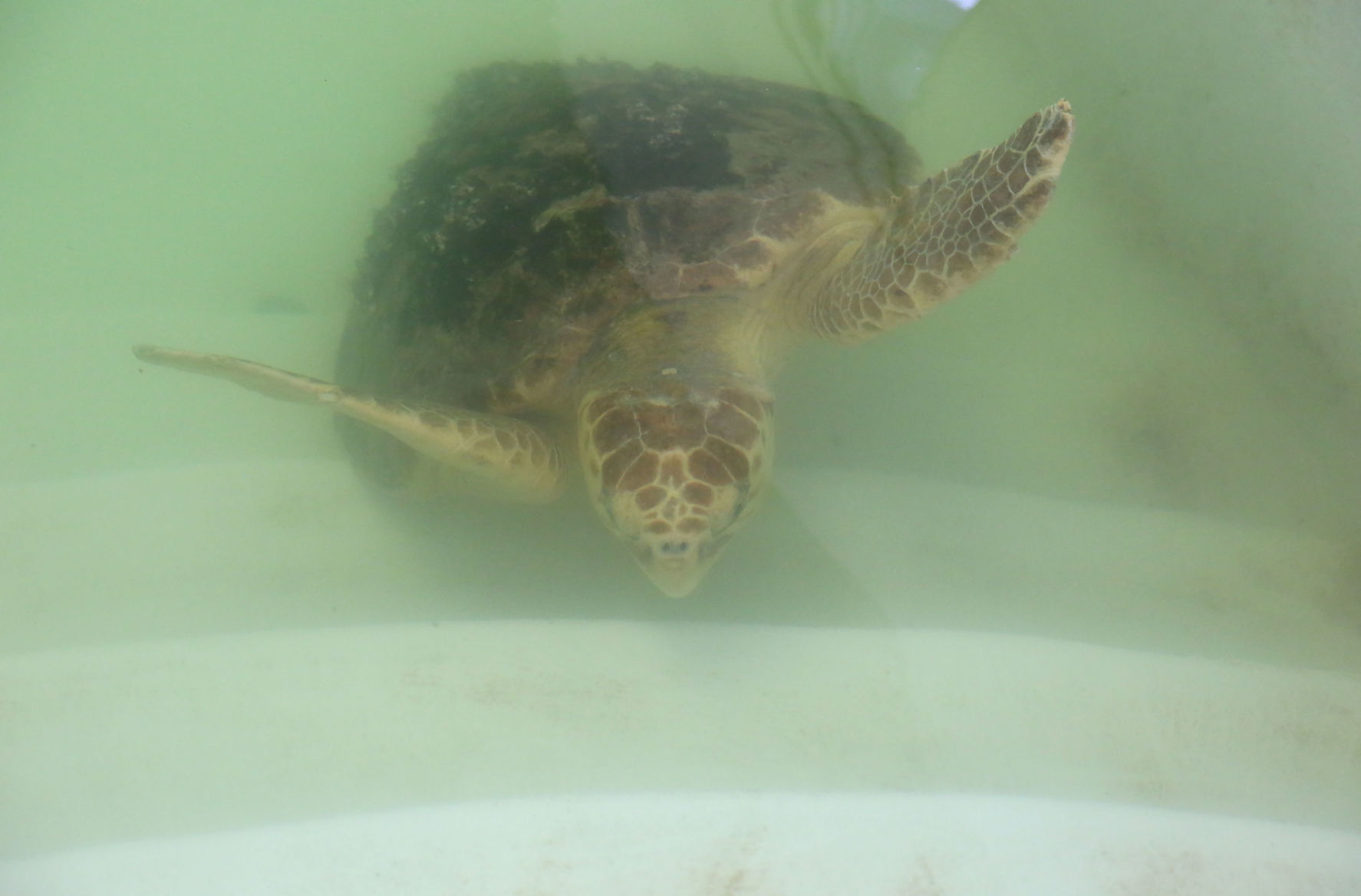 Loggerheads